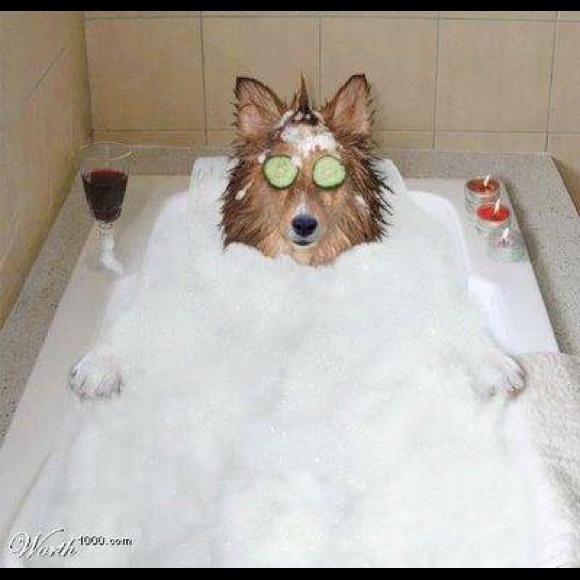 Meet your Posher, Darcy - Picture 10 of 12